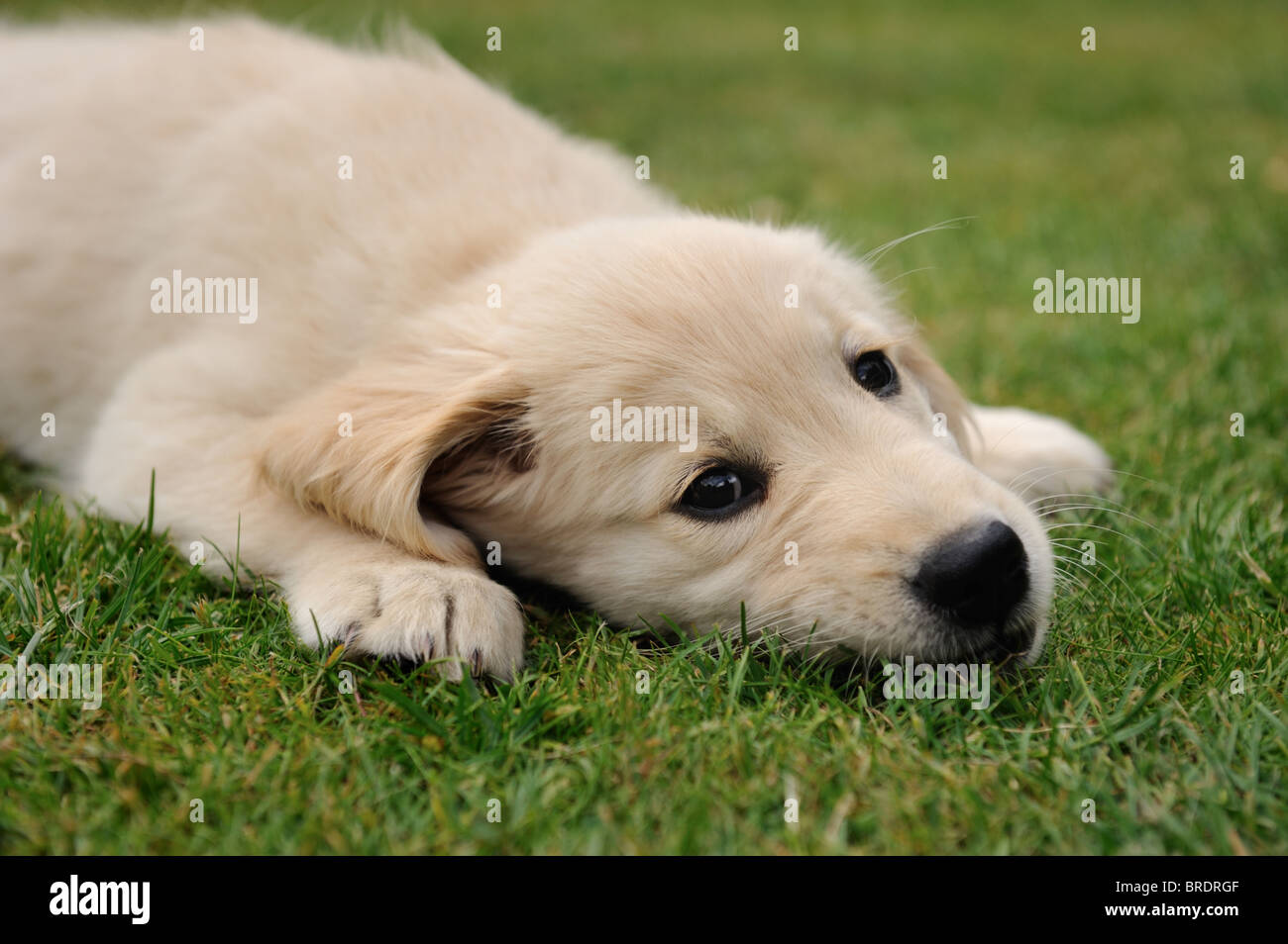 A young golden retriever puppy lying on the grass in a family garden ...