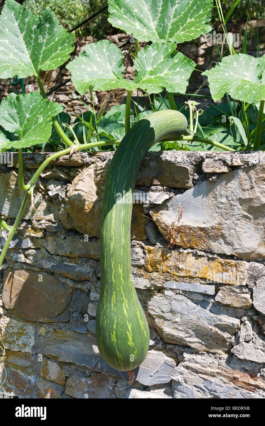 long green pumpkin ia hanging from a garden wall Stock Photo