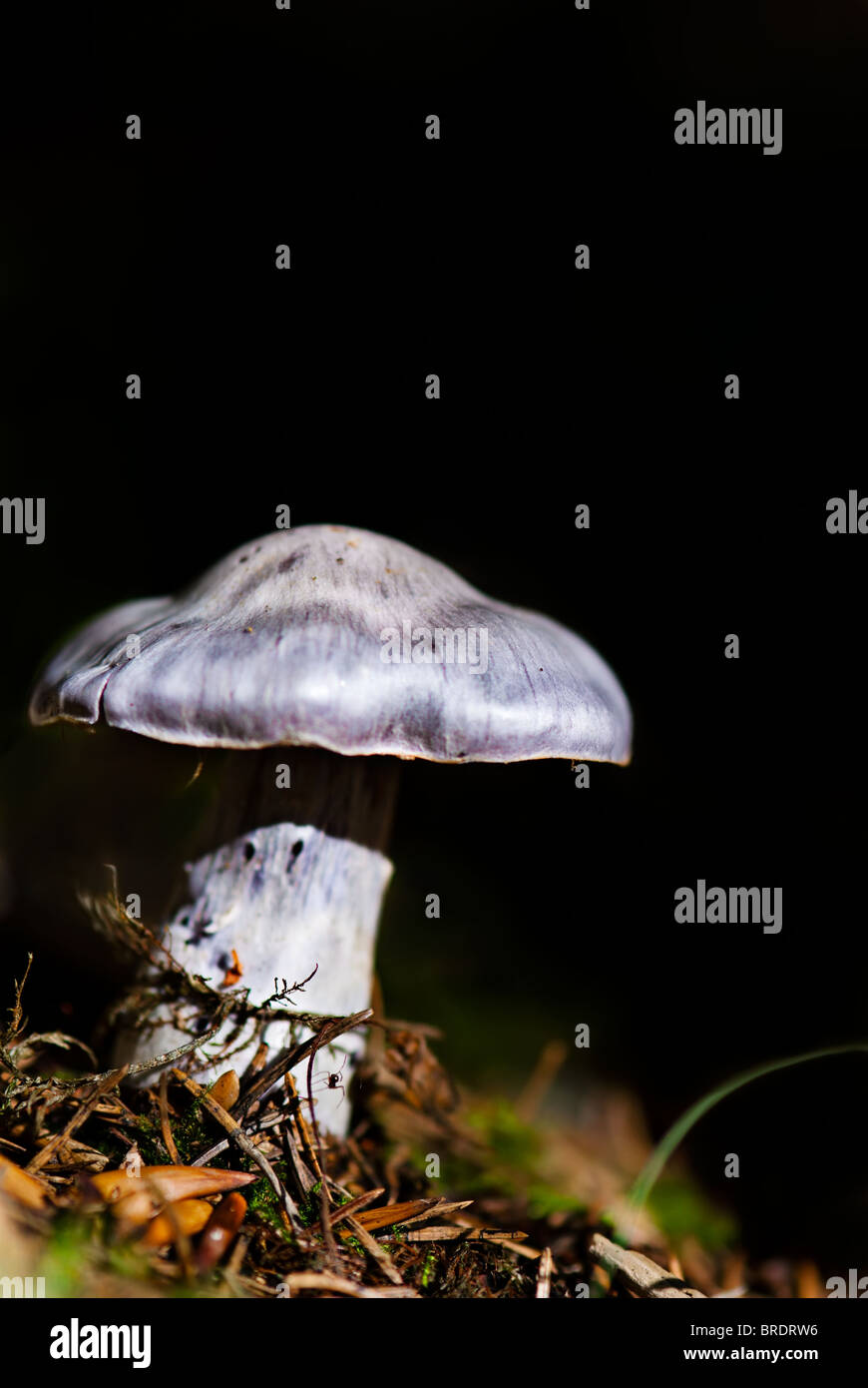 Poisonous mushroom in forest Stock Photo