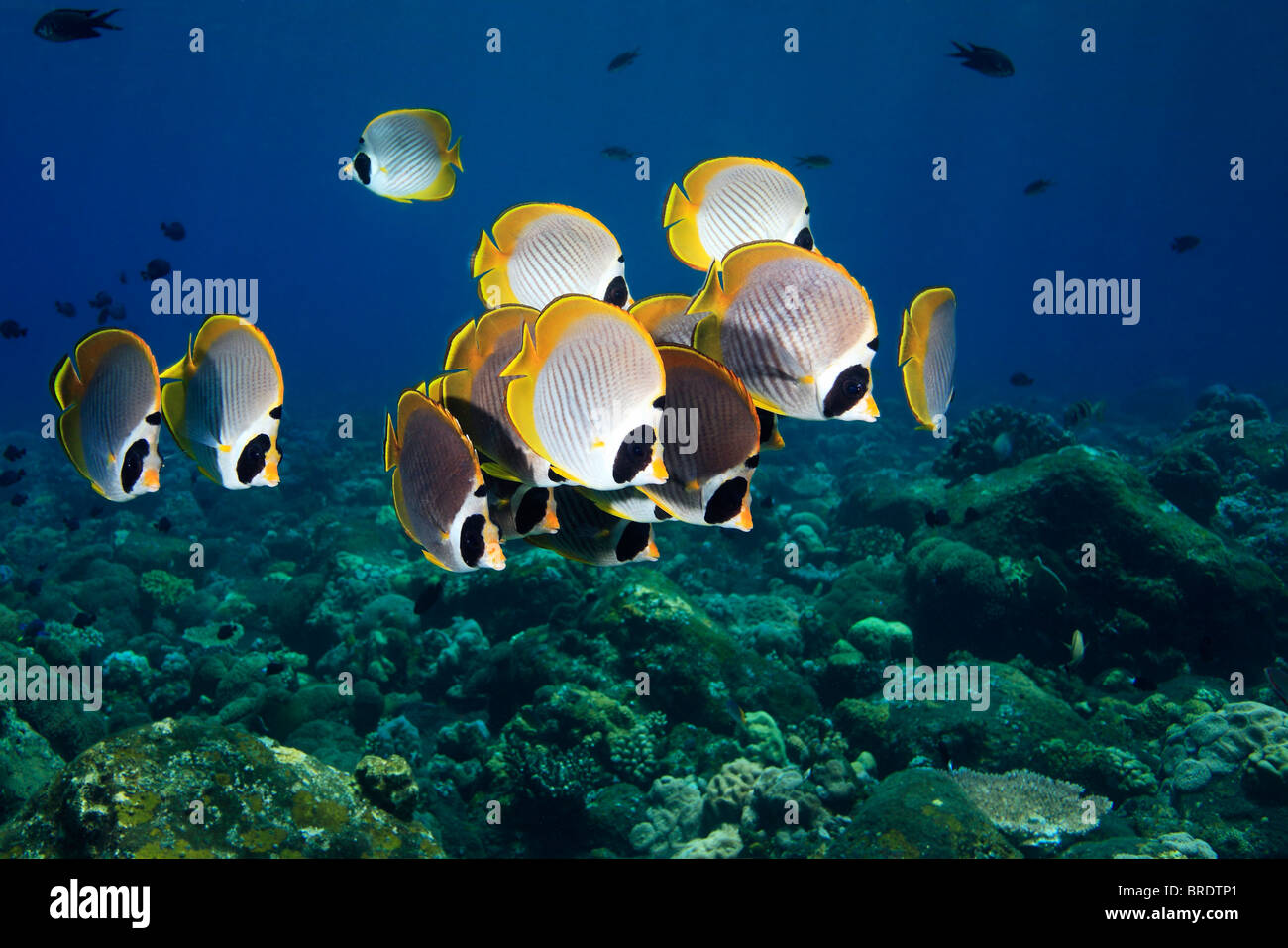 school of Eye-Patch, Panda, or Philippine butterflyfish Chaetodon ...