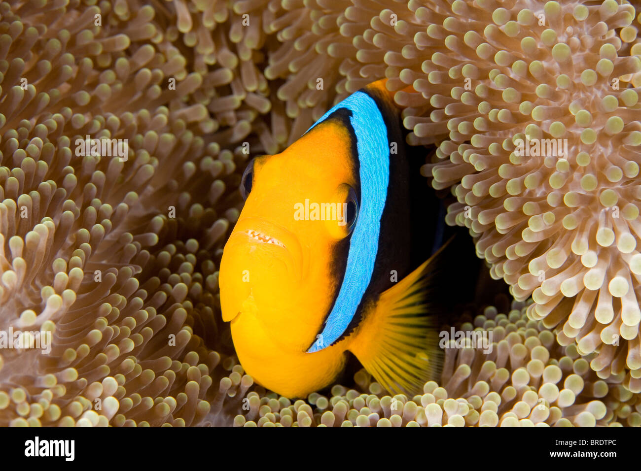 An orange fin clownfish sheltering among the tentacles of its anemone. This fish has its mouth open displaying the teeth. Stock Photo
