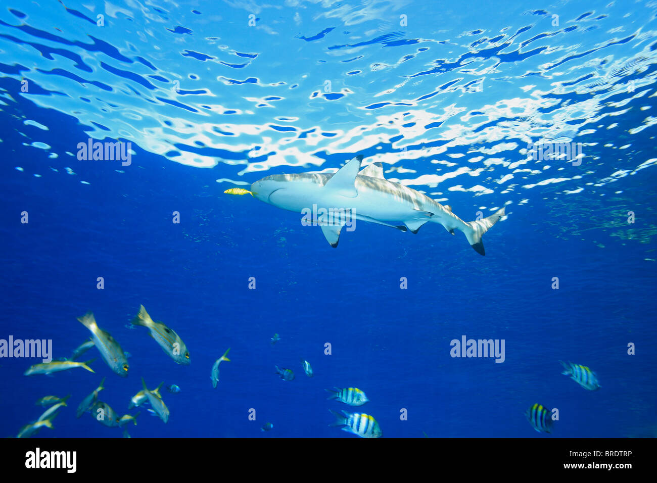 A Blacktip Reef Shark swimming in shallow water with a yellow pilot fish and two slender suckerfish, or remoras, on its belly. Stock Photo