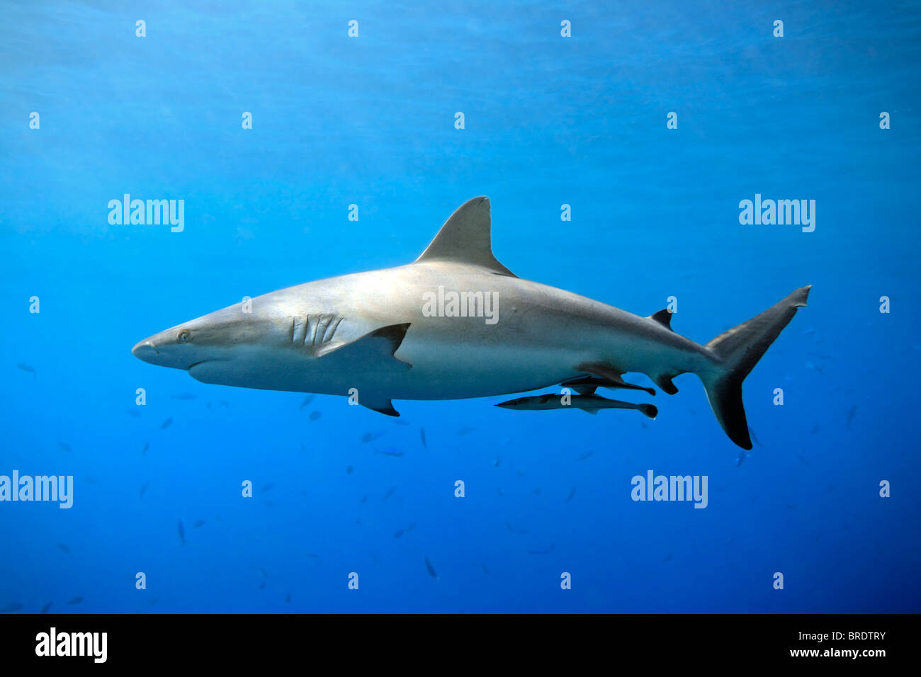 a grey reef, or whaler shark, Carcharhinus amblyrhynchos, swimming in shallow water with sunbeams and some small fish Stock Photo