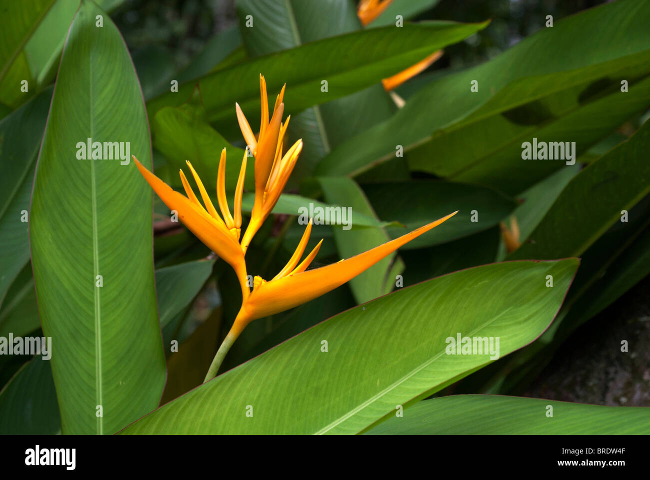 Heliconia flower known parrot flowers ; Kerala ; India Stock Photo