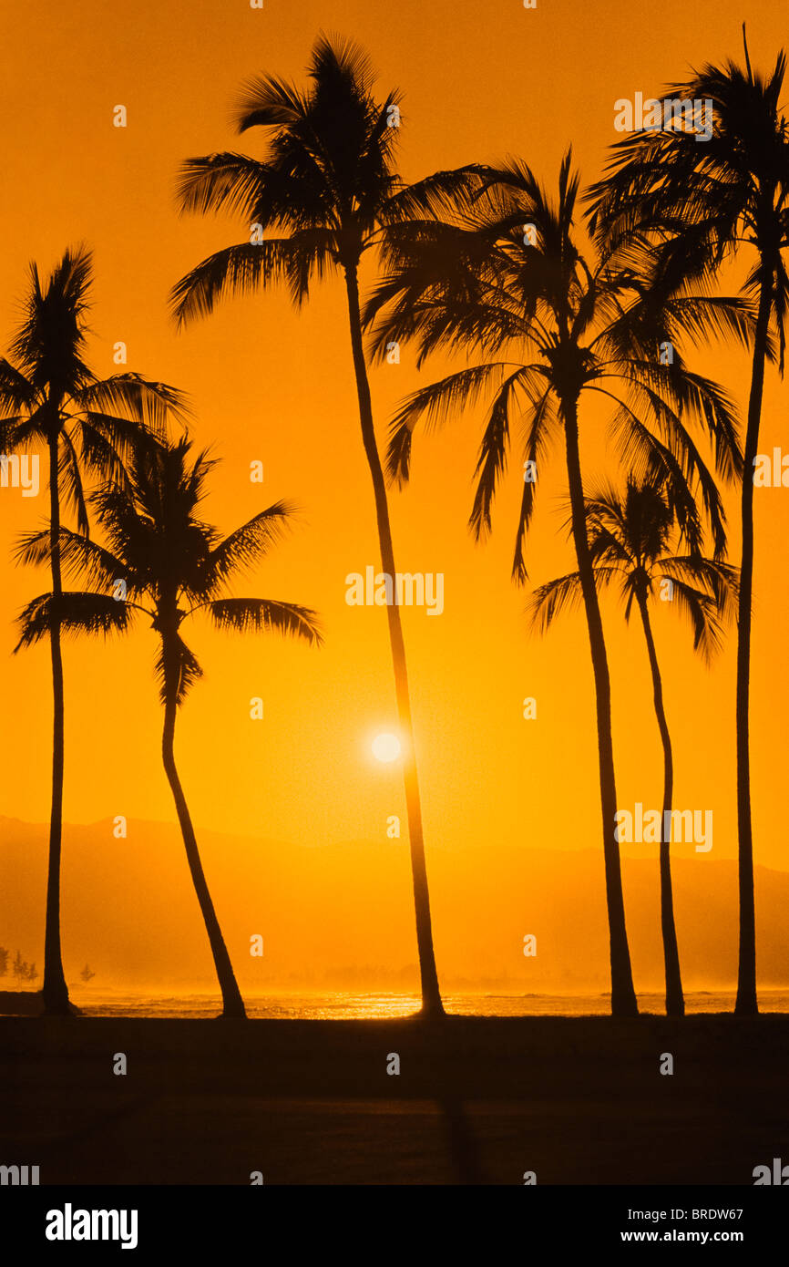 A row of palm trees on the island of Maui in Hawaii at sunset Stock ...