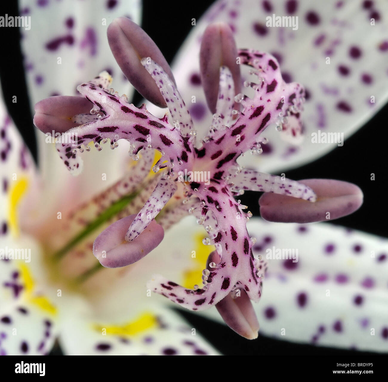 Toad Lily (Tricyrtis) - Macro Image Stock Photo