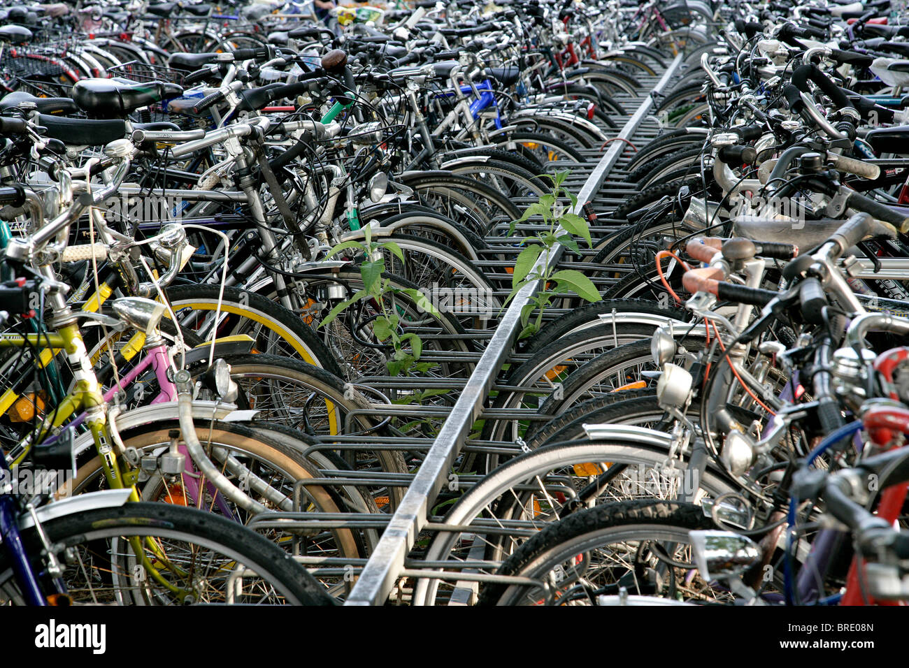 Numerous bicycles at a cycle stand, Heidelberg, Baden-Wuerttemberg, Germany, Europe Stock Photo