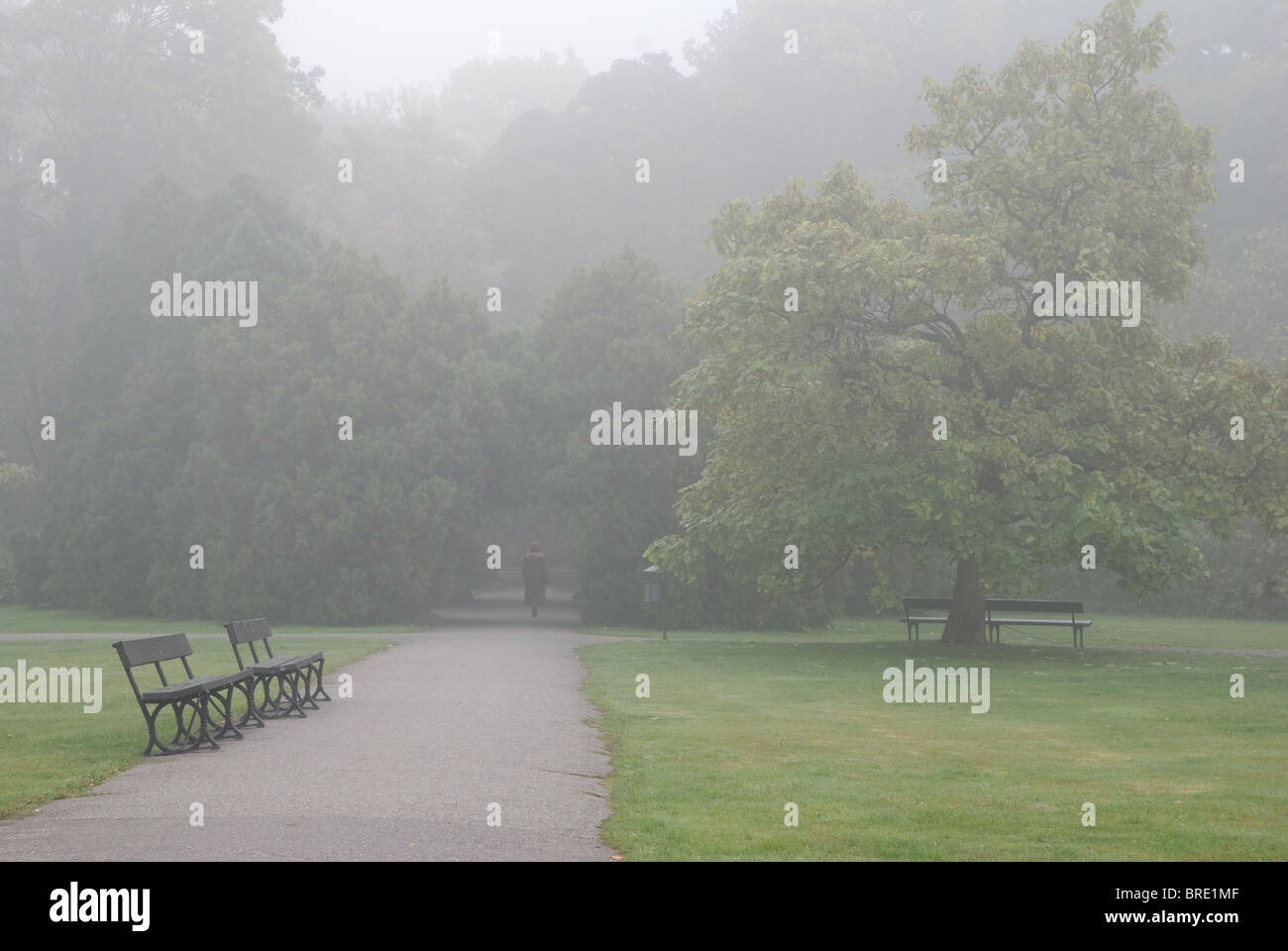 Gloomy autumn fog in park alley Stock Photo