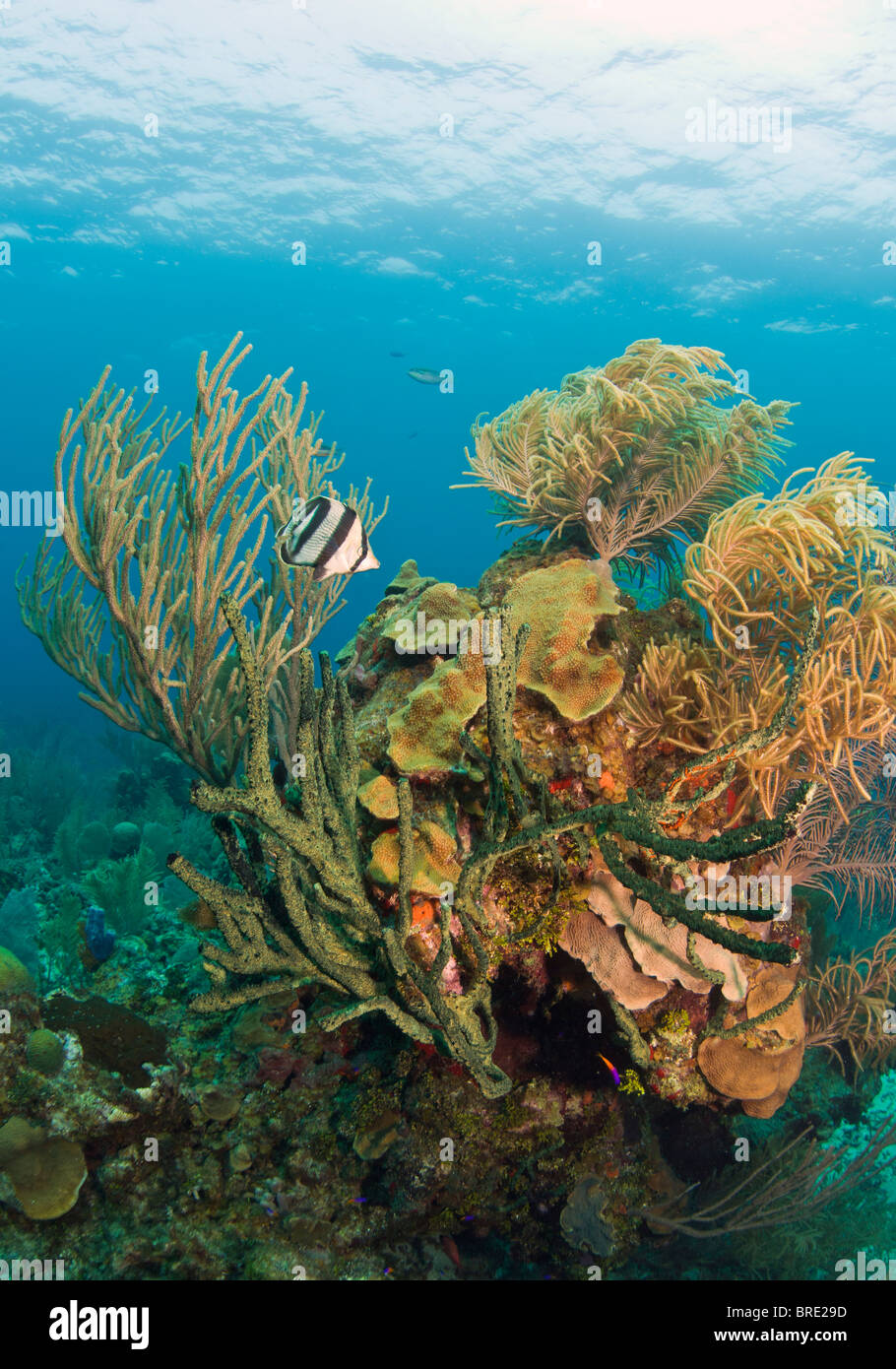 Caribbean coral reef off the coast of Roatan Honduras Stock Photo Alamy