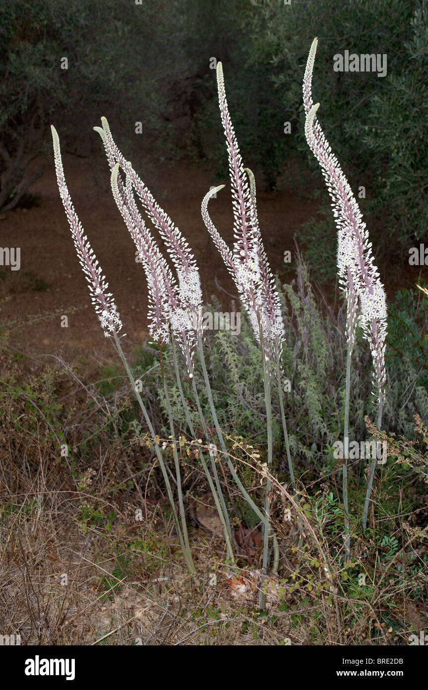 Tall white wild Urginea Maritime foxtail lily like flowers Crete Greece Stock Photo