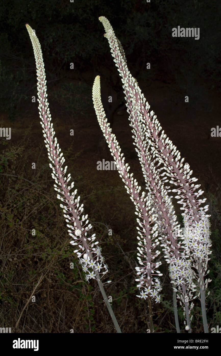 Tall white wild Urginea Maritime foxtail lily like flowers Crete Greece Stock Photo