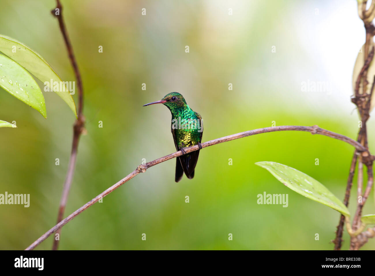 Canivet's Emerald (Chlorostilbon canivetii), male hummingbird resting between feedings in Roatan Honduras Stock Photo