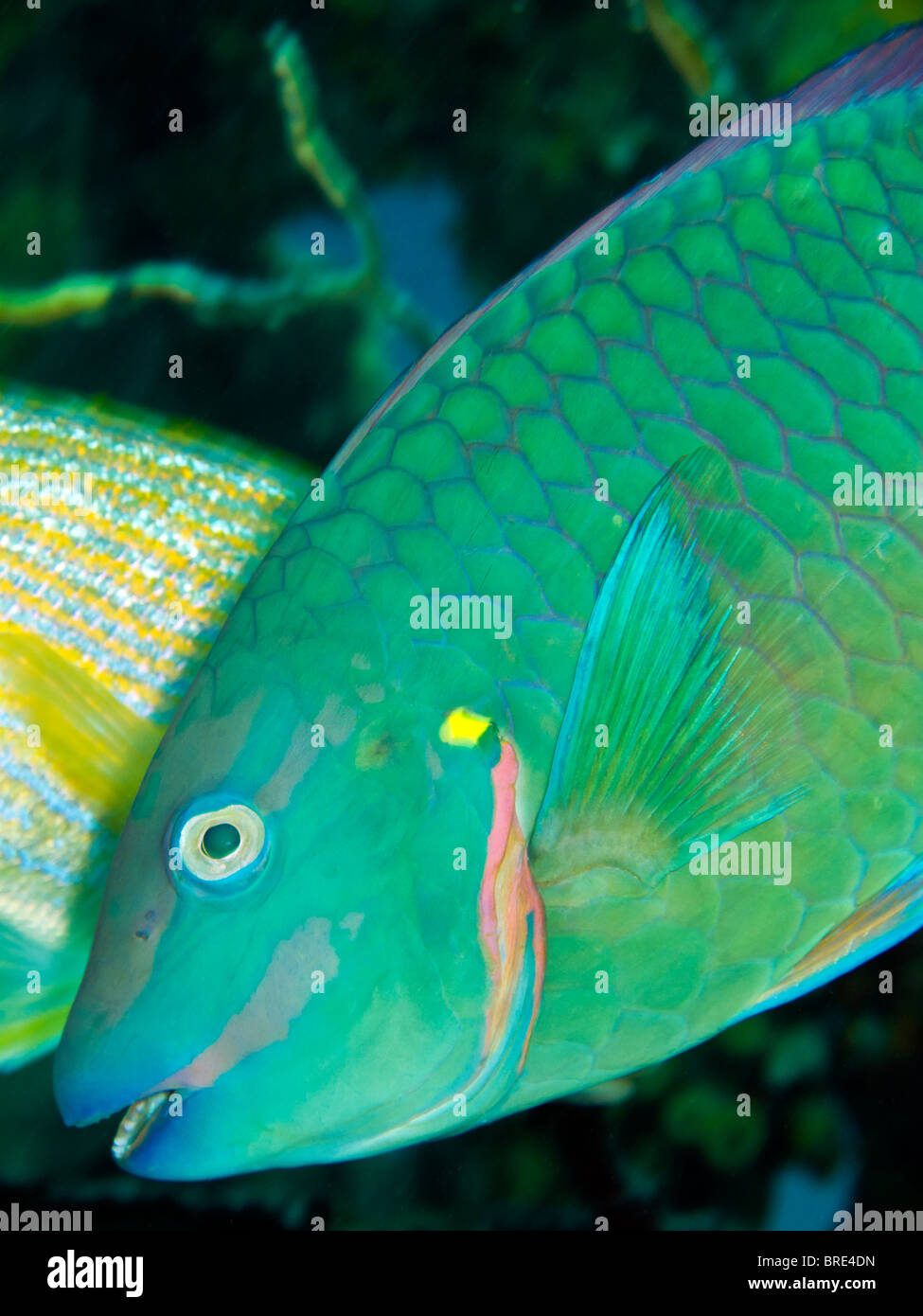 Rainbow Parrotfish (Scarus guacamaia) swimming on coral reef in Roatan
