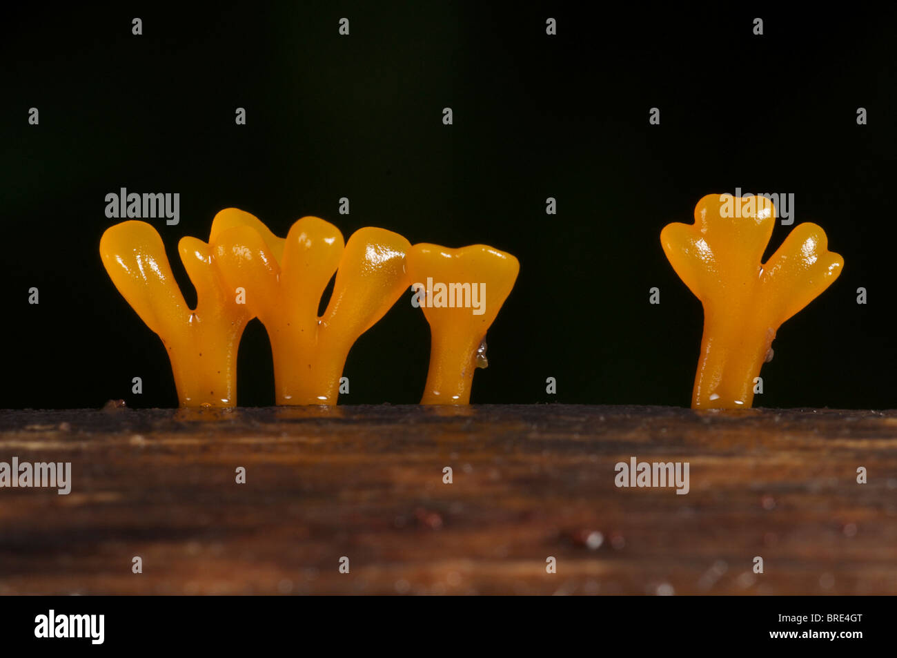 Calocera cornea or yellow fingers fungi. A Phragmobasidioycetes, with