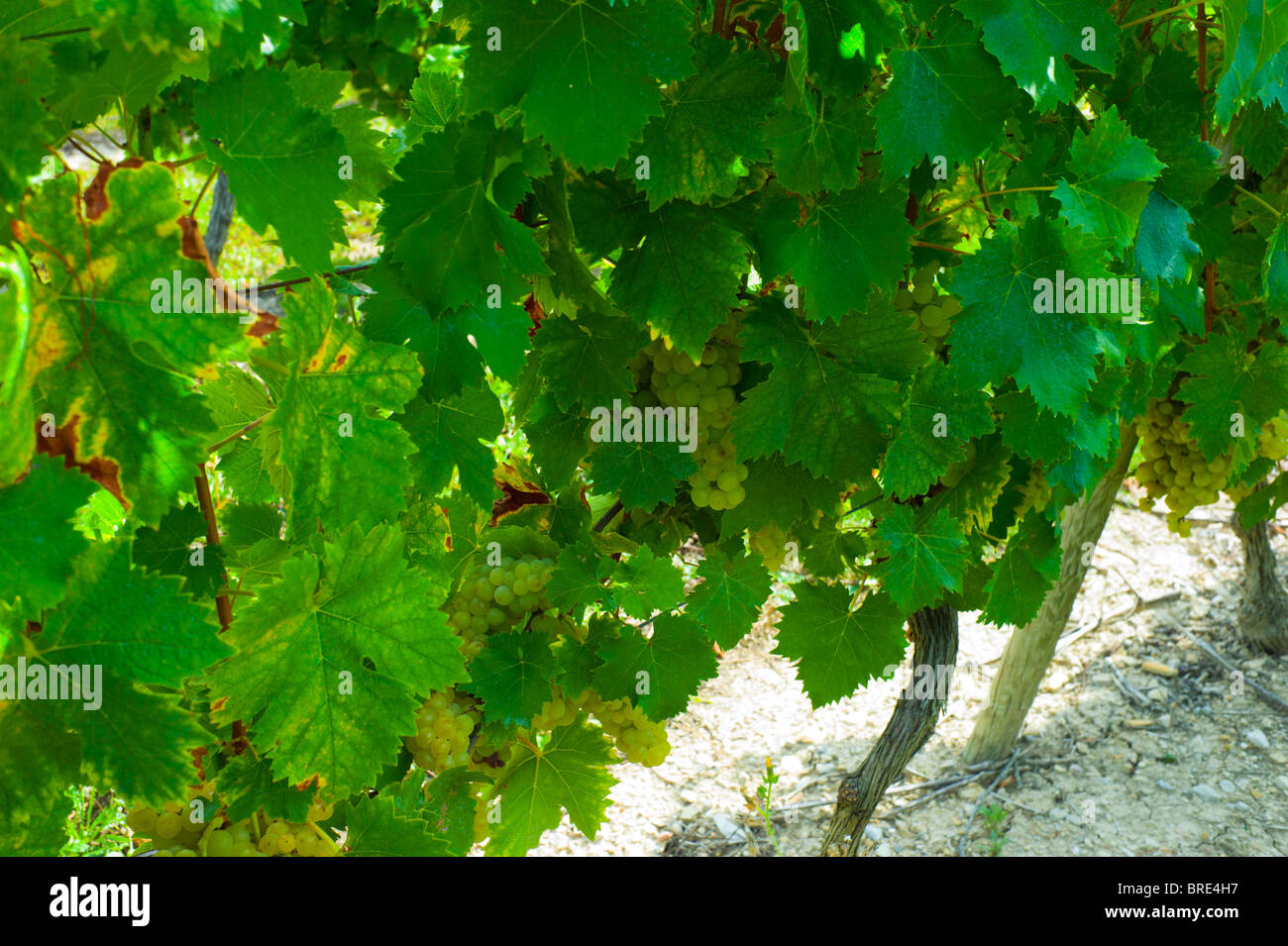 White Grapes growing on the Vine Stock Photo - Alamy