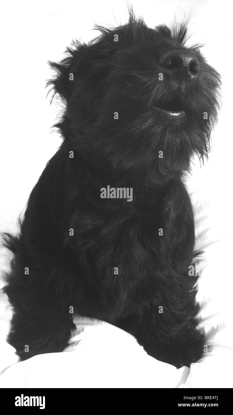 Small black Scottie ,(Scotty), Dog  ,( Scottish Terrier), Puppy. Fergus. Howling at camera, black and white, close up. Stock Photo