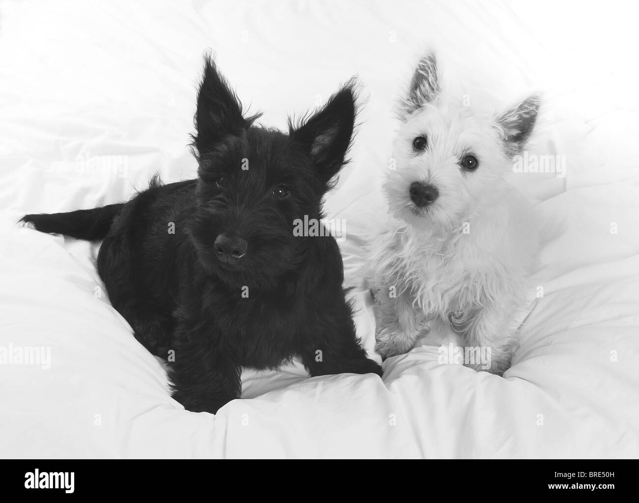 A small Black Scotty,( Scottish Terrier), puppy dog and a small White Westie ,(West Highland Terrier),puppy dog on a white sheet Stock Photo