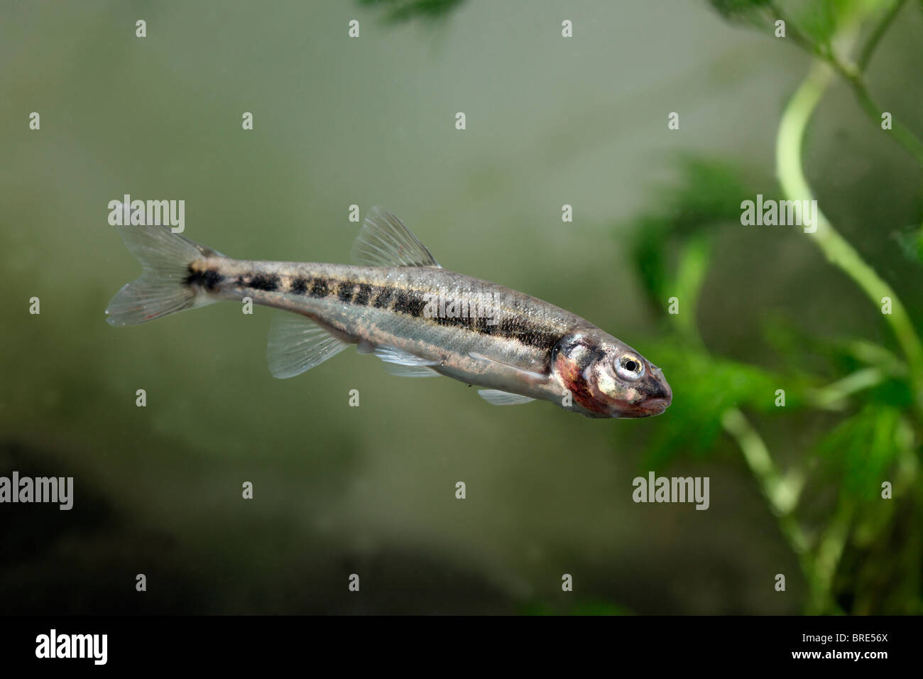 Minnow, Phoxinus Phoxinus, single fish in water, Midlands, September 2010 Stock Photo