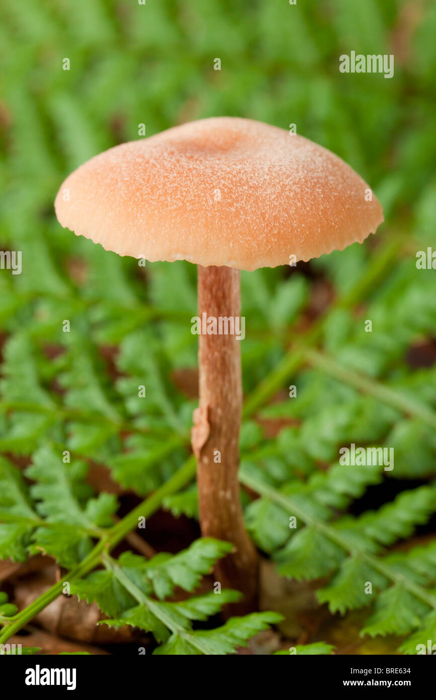 Surprise webcap mushroom (Cortinarius semisanguineus) Stock Photo