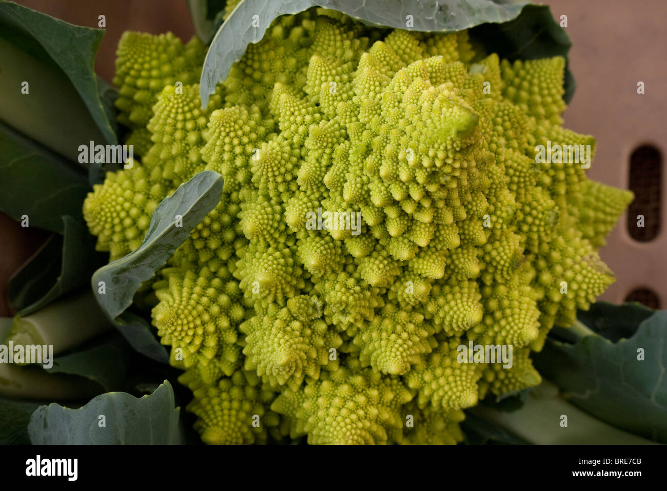 Broccoli / Cauliflower cross vegetable Stock Photo Alamy