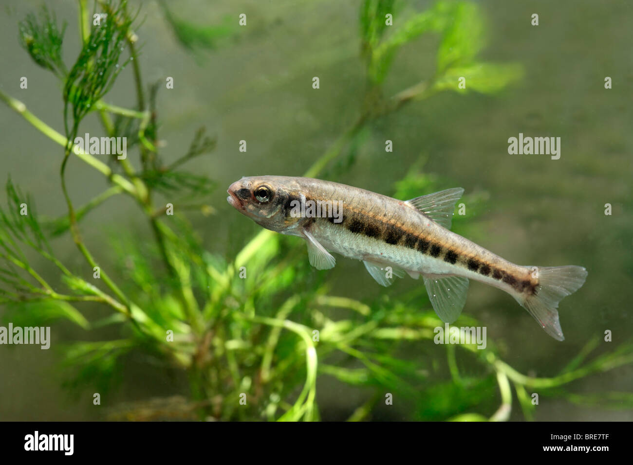 Minnow, Phoxinus Phoxinus, single fish in water, Midlands, September 2010 Stock Photo