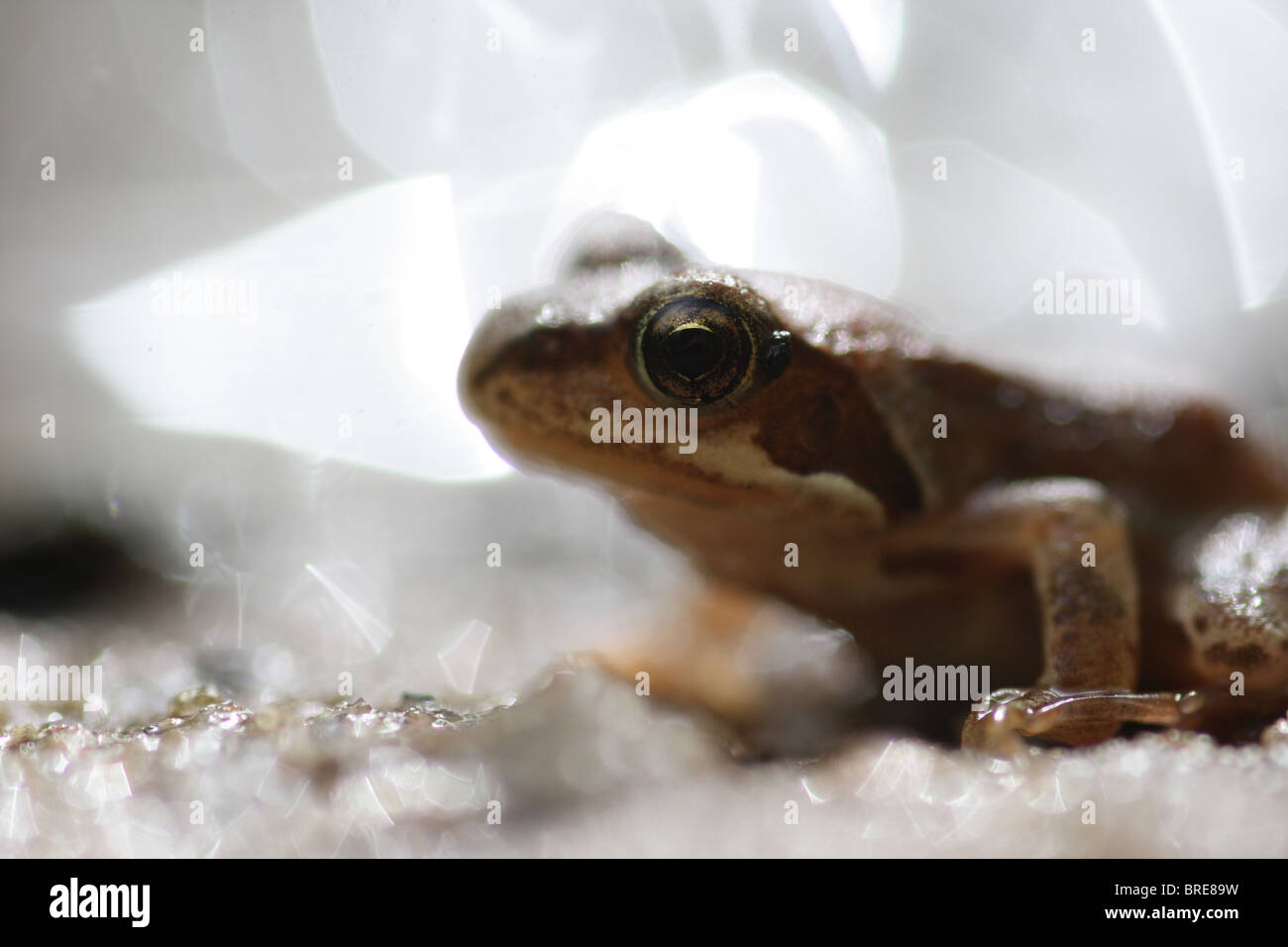 Frog on the riverbank Stock Photo