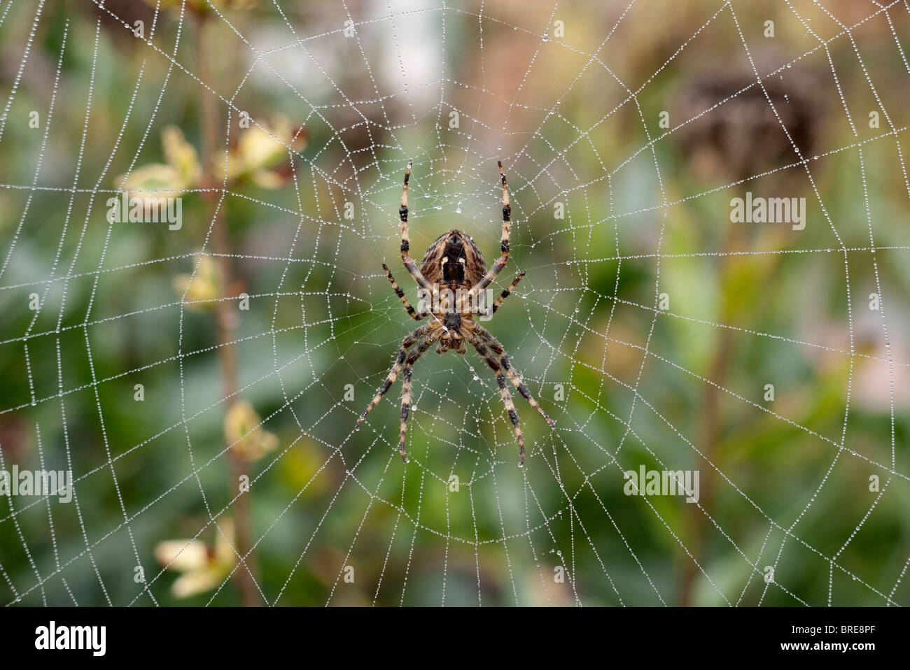 Spider and web, misty Autumn morning 2 Stock Photo