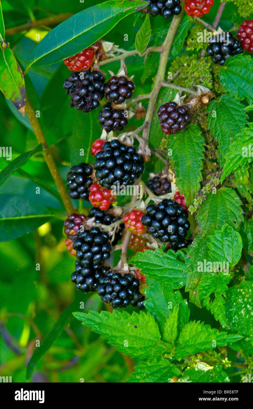 Blackberries are one of the most popular hedgerow fruits in the UK Stock Photo