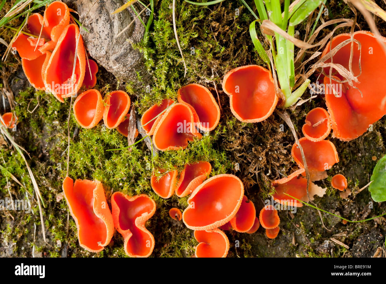 The Orange Peel Fungus (Aleuria aurantia) Stock Photo