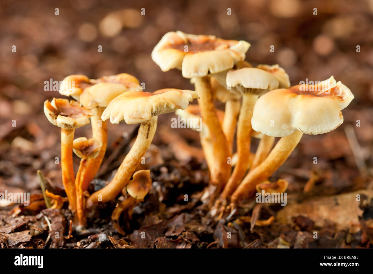 Scotch bonnet mushroom (Marasmius oreades) Stock Photo