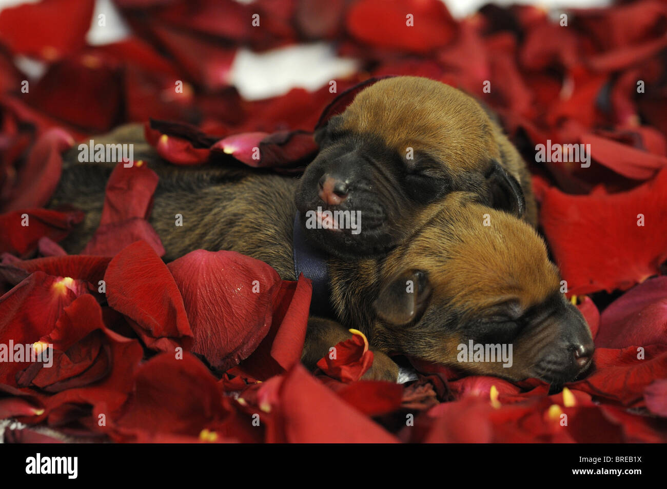 Rhodesian Ridgeback (Canis lupus familiaris). Pair of young puppies with eyes still closed sleeping among red rose petals. Stock Photo