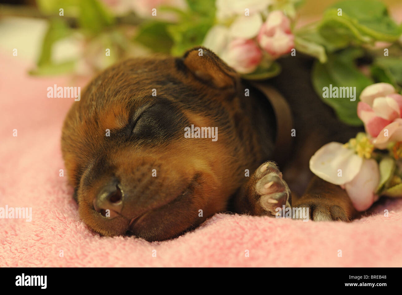Rhodesian Ridgeback (Canis lupus familiaris). Puppy sleeping on a pink towel next to apple blossoms. Stock Photo