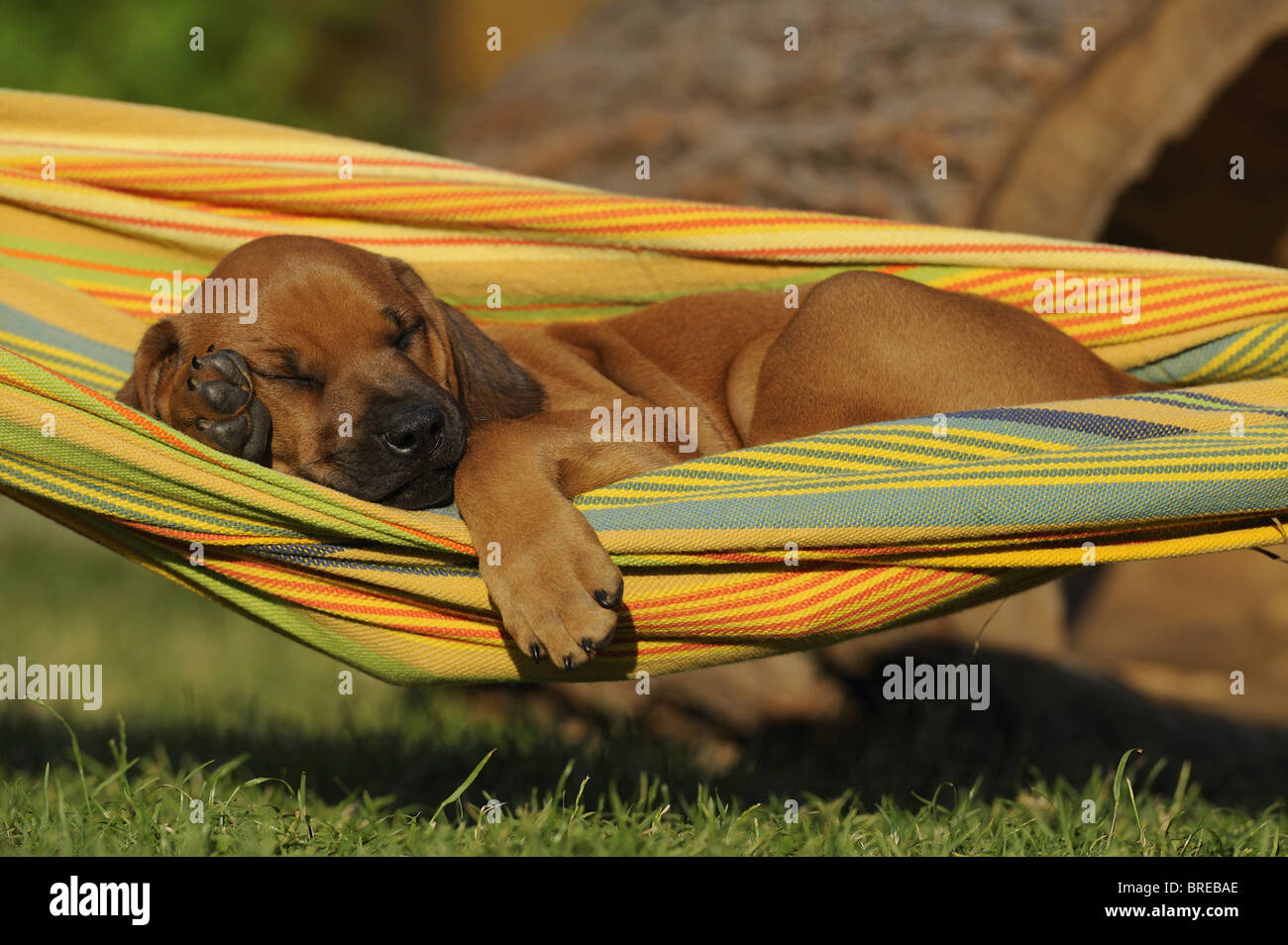 Rhodesian Ridgeback (Canis lupus familiaris). Puppy sleeping in a hammock. Stock Photo