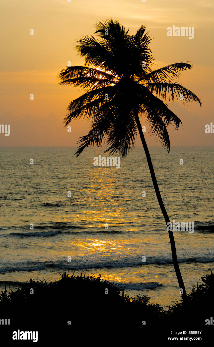 Silhouette sunset of palm tree against beech Stock Photo Alamy
