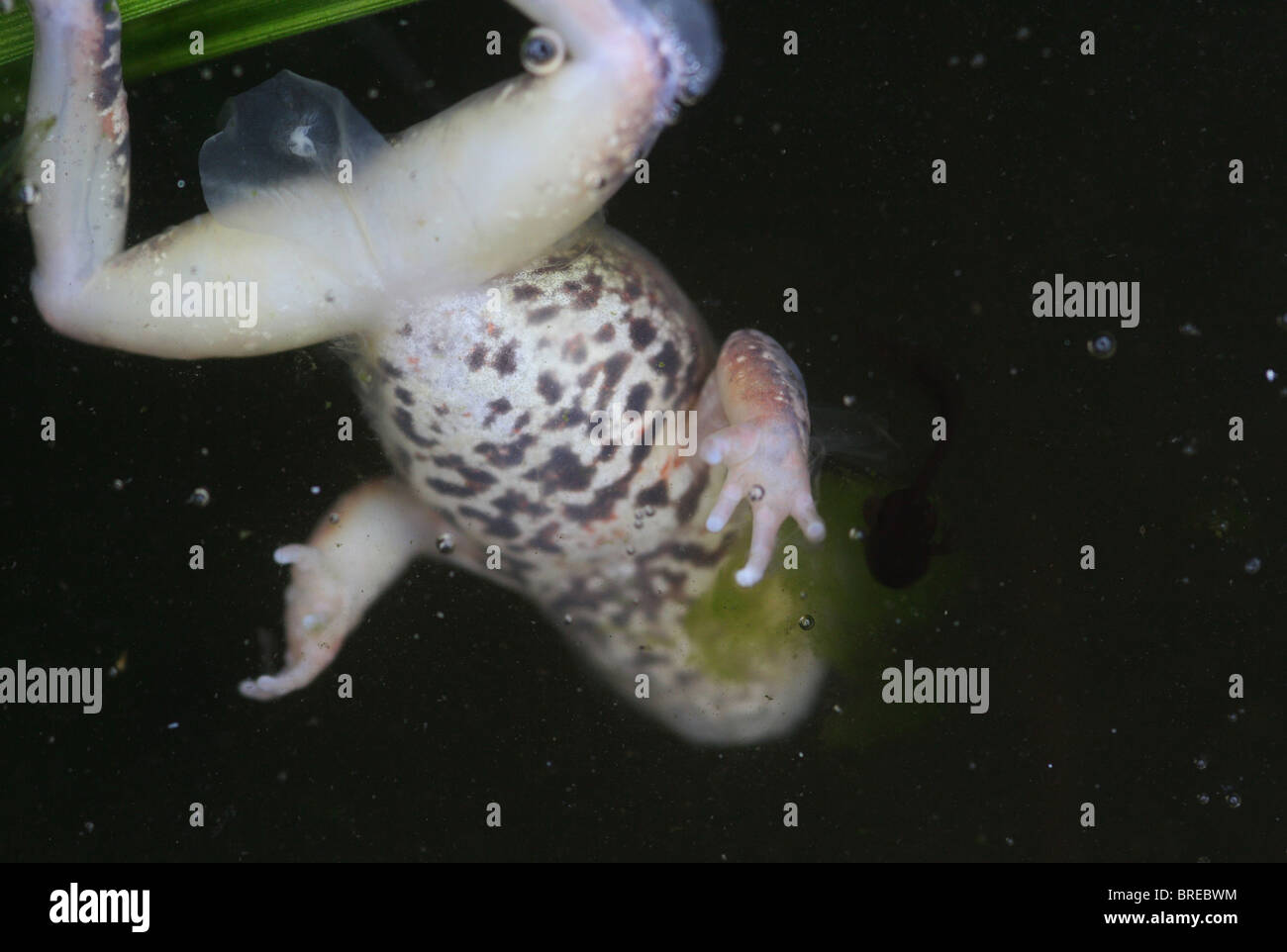 Dead frog in the pond. Stock Photo