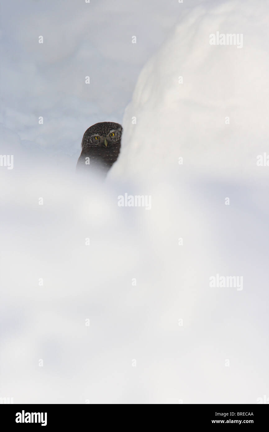 Pygmy owl behind the snow. Stock Photo
