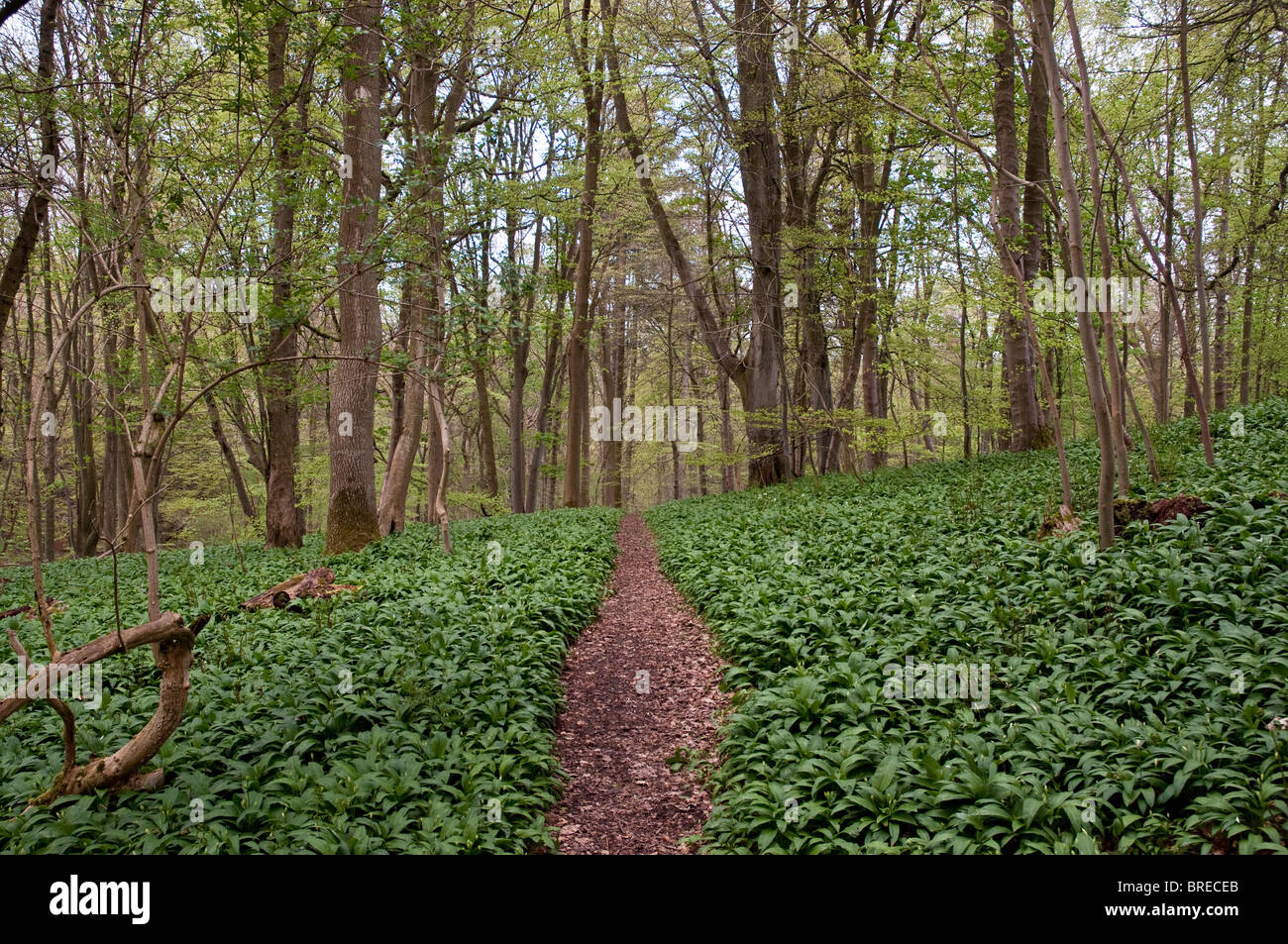 Ramps growing hires stock photography and images Alamy