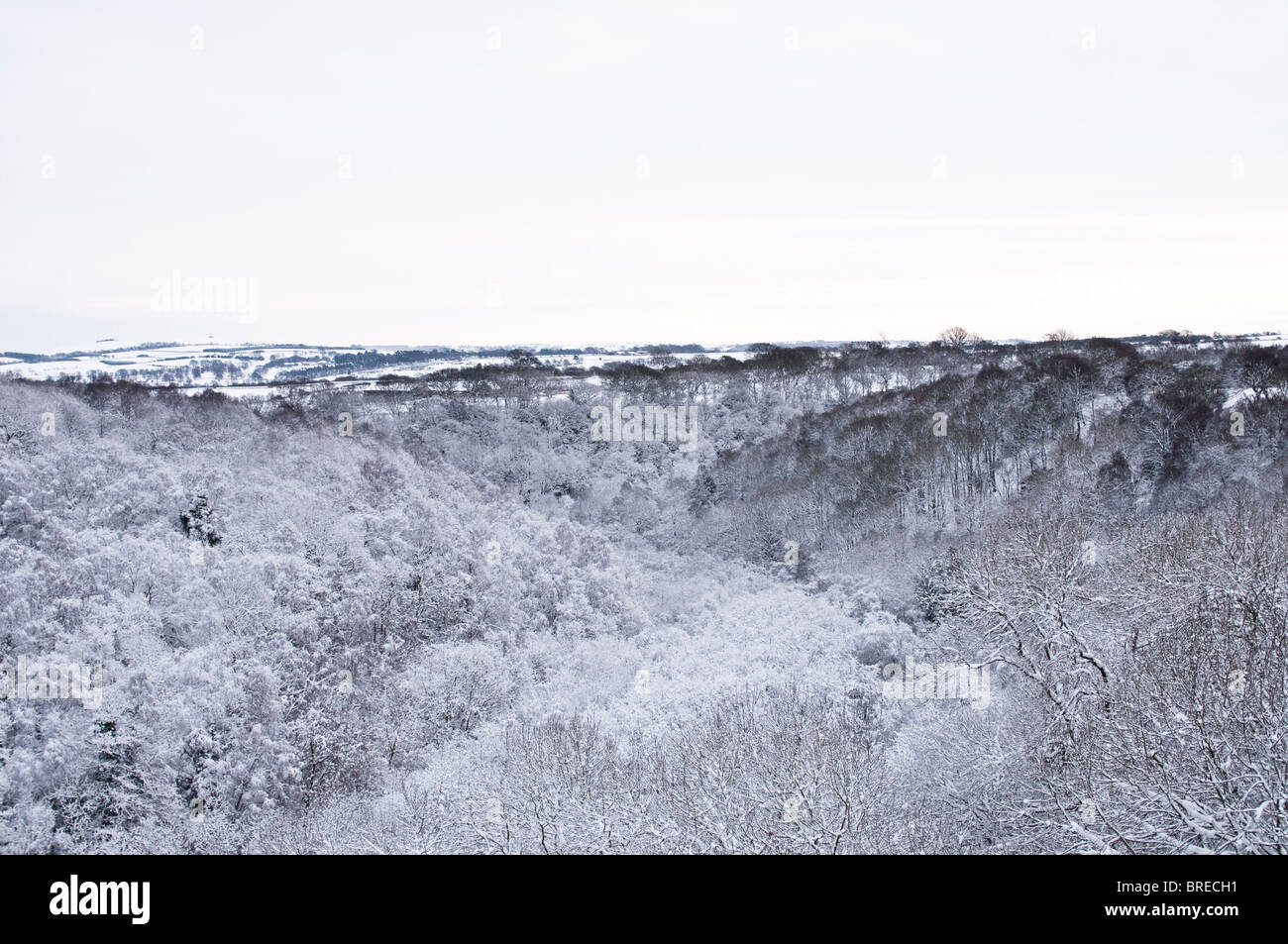 Snowy landscape view over a densely wooded valley, looking South East from Hownsgill Viaduct, near Moorside, County Durham, UK. Stock Photo