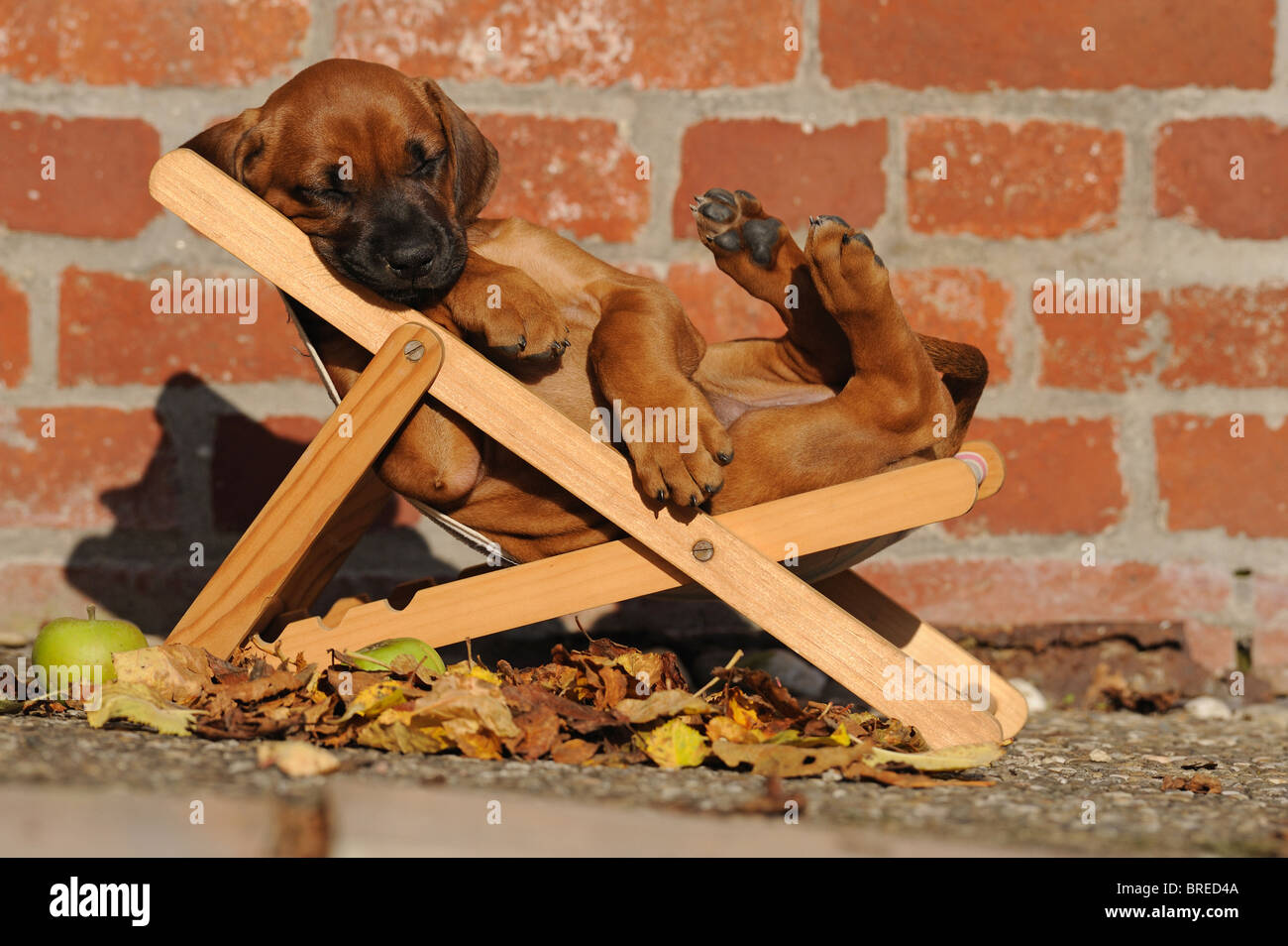 Rhodesian Ridgeback (Canis lupus familiaris). Puppy sleeping in a dolls sun chair. Stock Photo