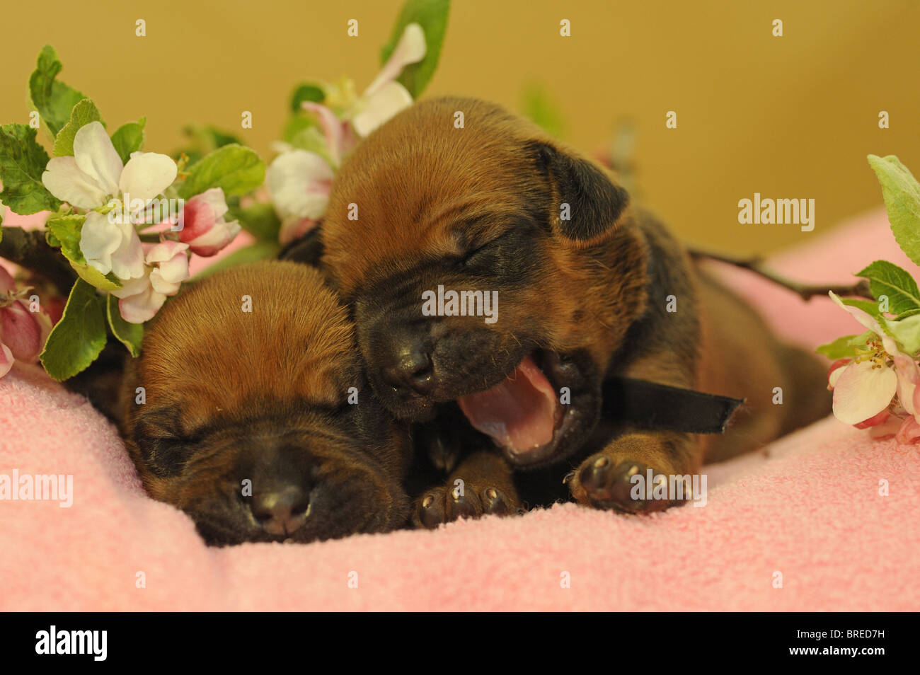 Rhodesian Ridgeback (Canis lupus familiaris). Two puppies one of which is yawning sleep on a pink towel next to apple flowers. Stock Photo