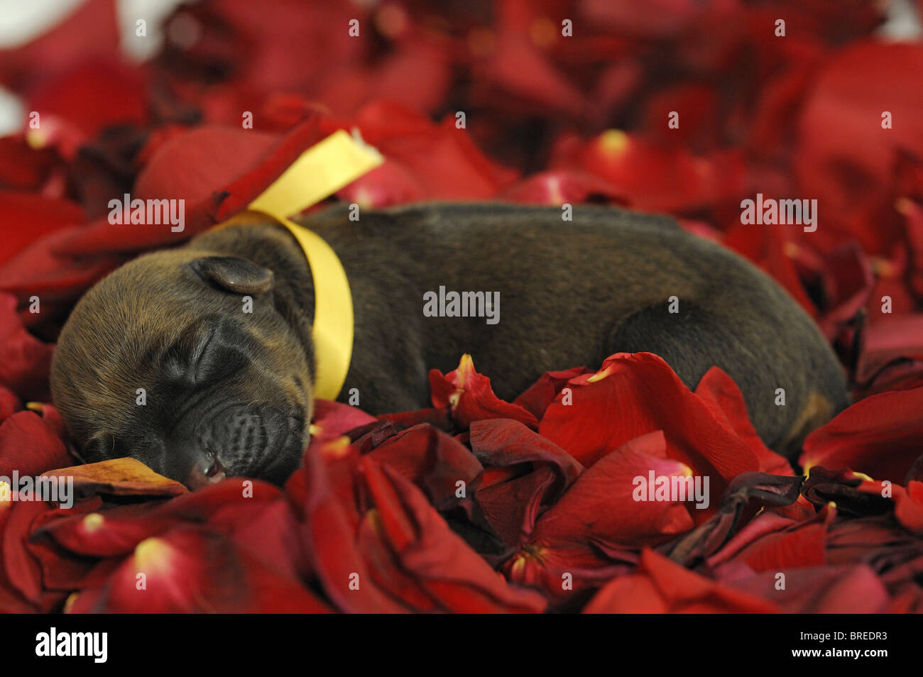 Rhodesian Ridgeback (Canis lupus familiaris). Very young puppy with eyes still closed sleeping among red rose petals. Stock Photo