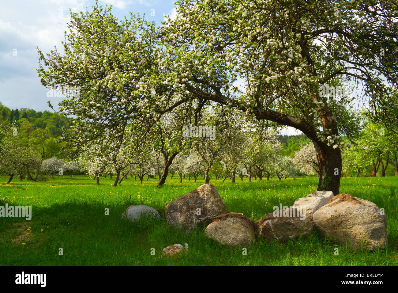blossoming orchard Stock Photo