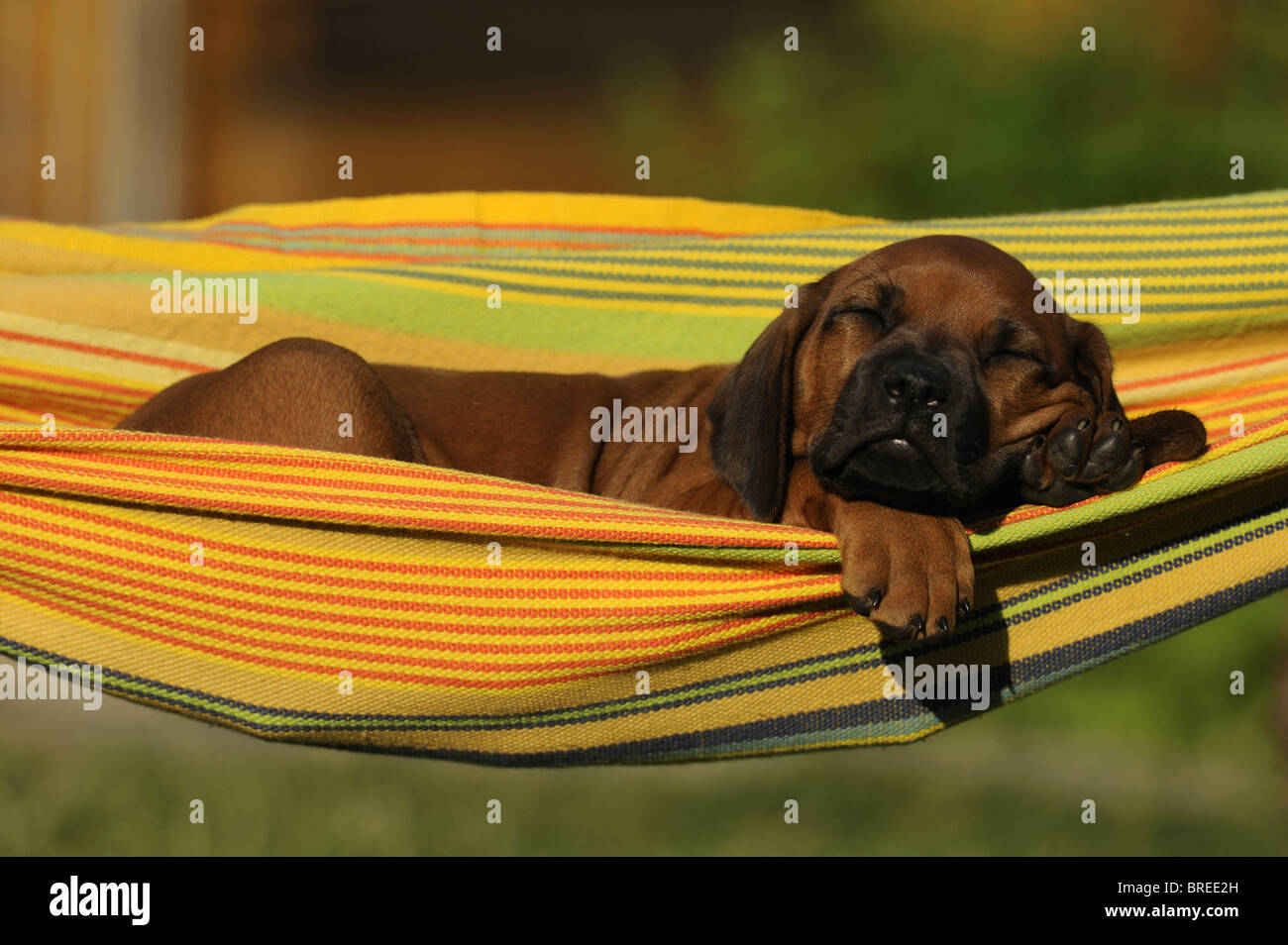 Rhodesian Ridgeback (Canis lupus familiaris). Puppy sleeping in a hammock. Stock Photo