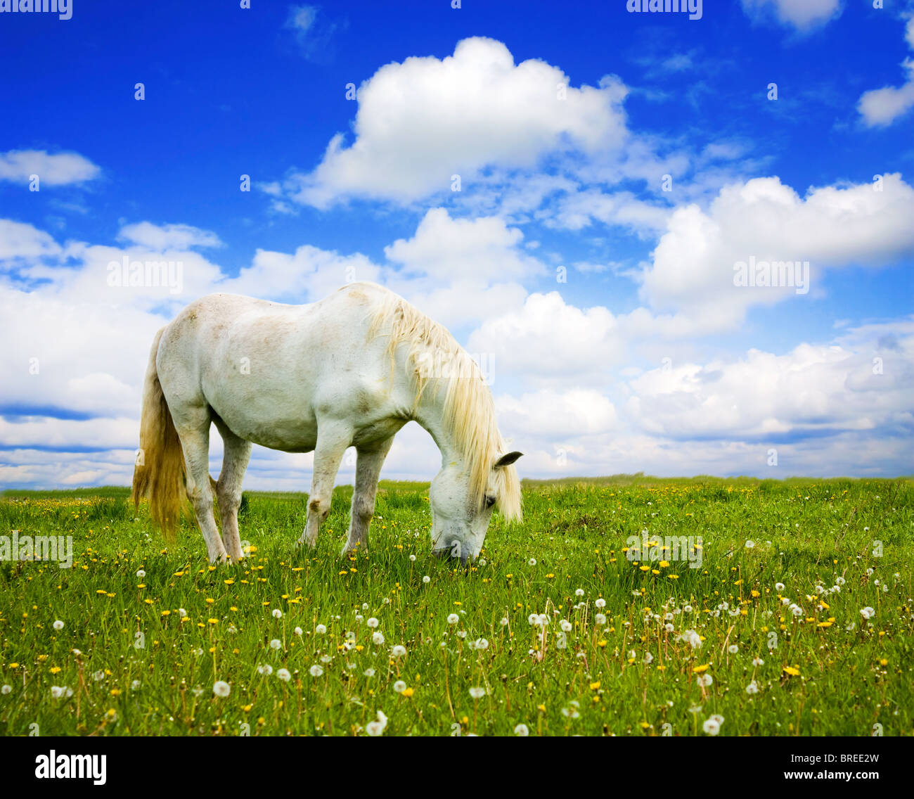 white horse on the meadow Stock Photo