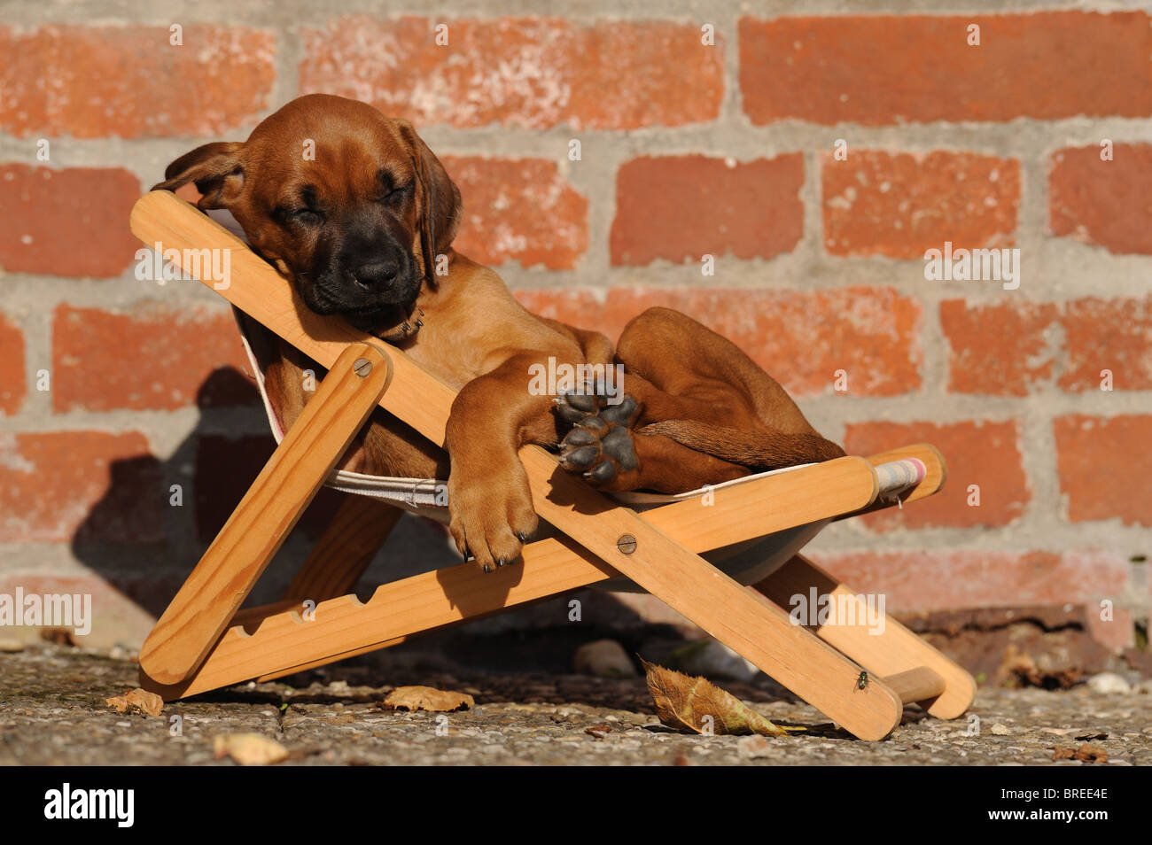 Rhodesian Ridgeback (Canis lupus familiaris). Puppy sleeping in a dolls sun chair. Stock Photo