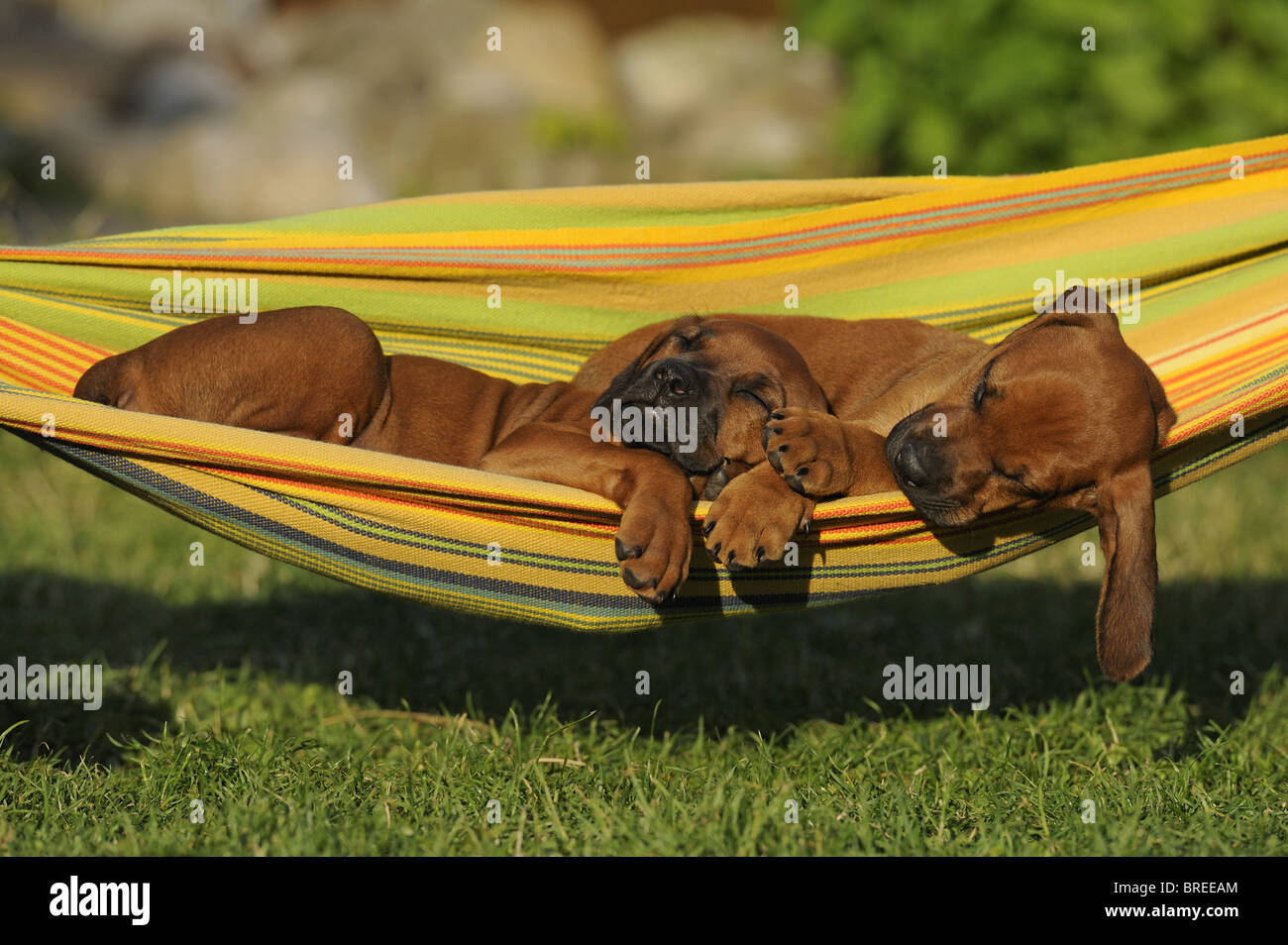 Rhodesian Ridgeback (Canis lupus familiaris). Two puppies sleeping in a hammock. Stock Photo
