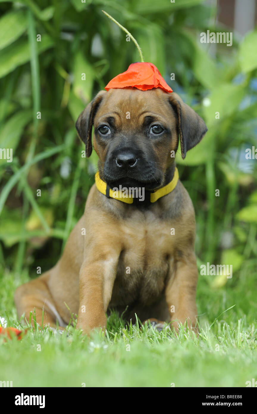 Rhodesian Ridgeback (Canis lupus familiaris). Sitting puppy with a poppy flower as a hat on his head. Stock Photo