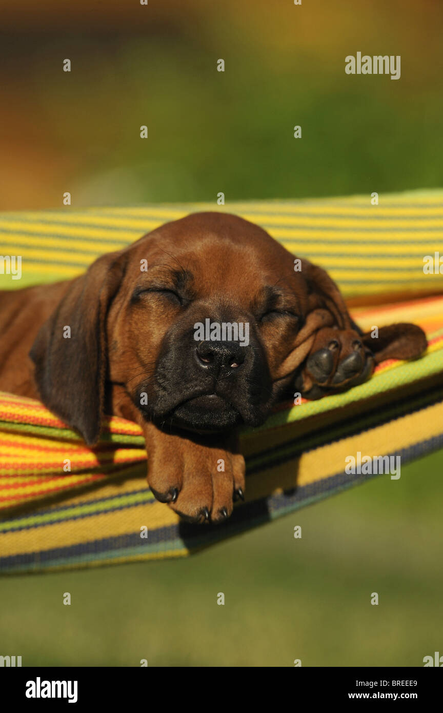 Rhodesian Ridgeback (Canis lupus familiaris). Puppy sleeping in a hammock. Stock Photo