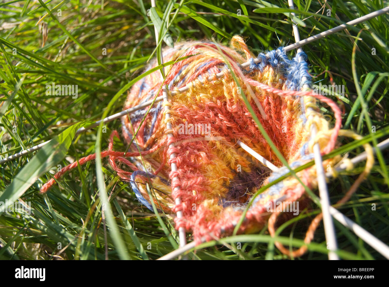 Tricolored clew with knitted pattern and five needles on green bright grass Stock Photo