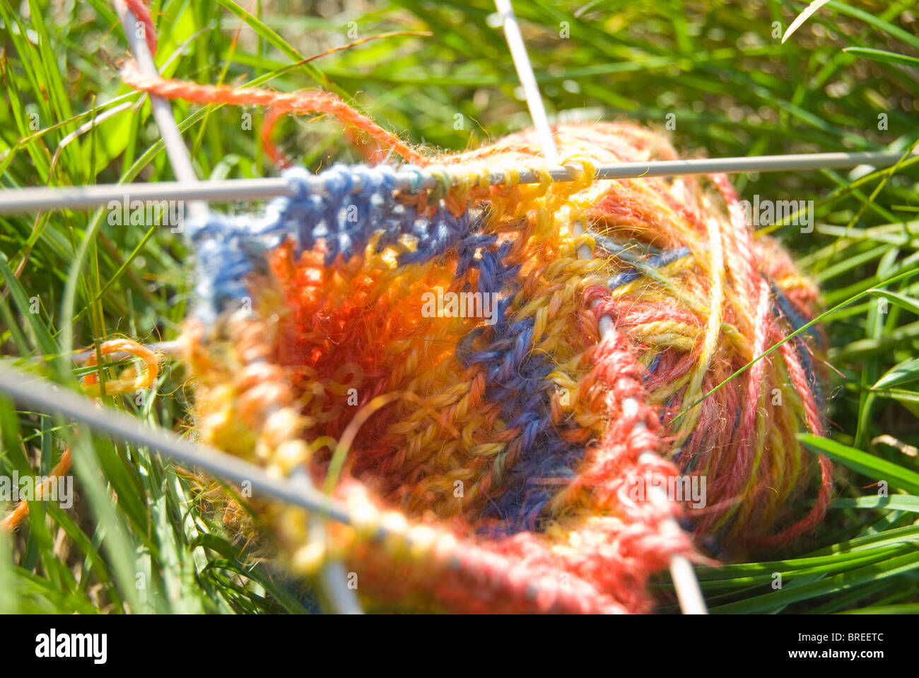 Tricolored clew with knitted pattern and five needles on green bright grass Stock Photo